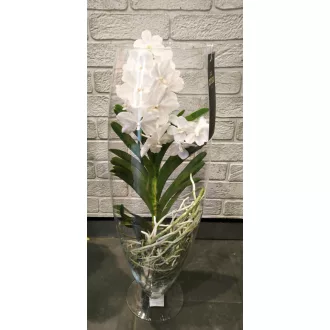 Vanda orchidea üvegben