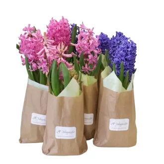 Jácint díszcsomagolásban 