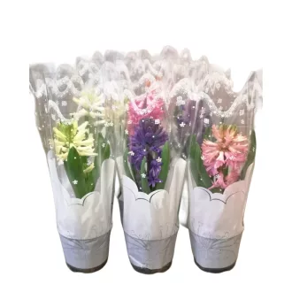 Cserepes jácint celofánban