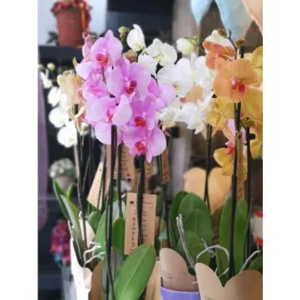 Cserepes orchidea kaspóval (Nagy méretű)